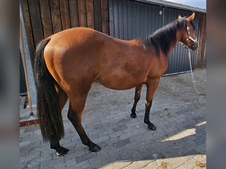 American Quarter Horse Hengst 2 Jahre 150 cm Brauner in Bocholt