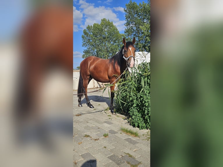 American Quarter Horse Hengst 2 Jahre 150 cm Brauner in Bocholt