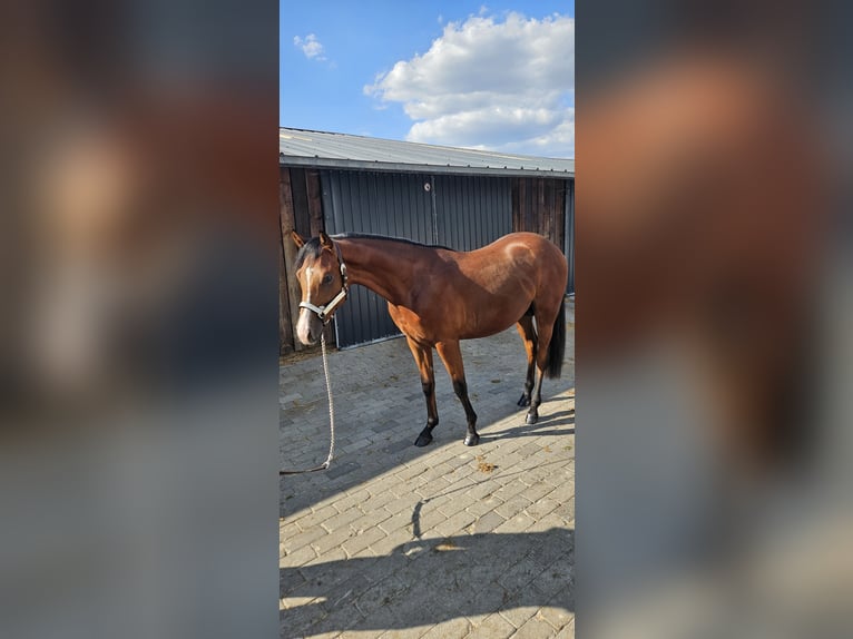 American Quarter Horse Hengst 2 Jahre 150 cm Brauner in Bocholt