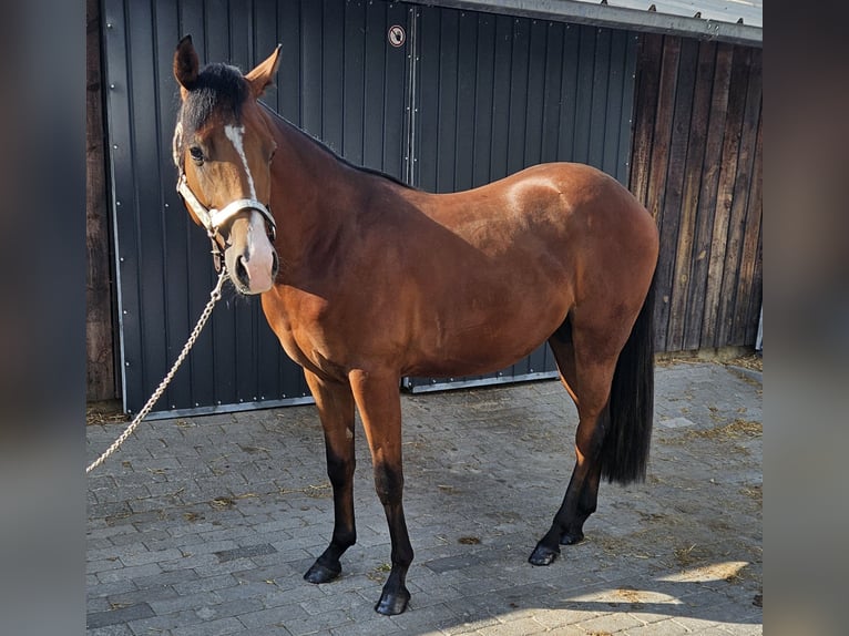 American Quarter Horse Hengst 2 Jahre 150 cm Brauner in Bocholt