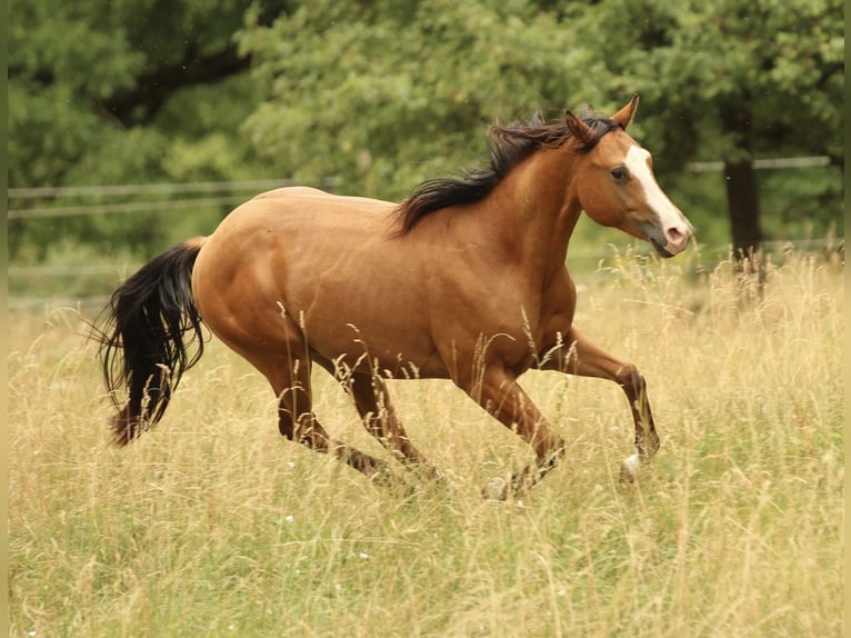 American Quarter Horse Hengst 2 Jahre 150 cm Brauner in Waldshut-Tiengen