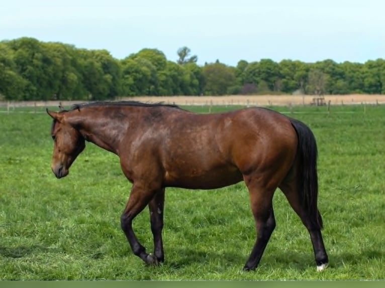 American Quarter Horse Hengst 2 Jahre 150 cm Brauner in Celle
