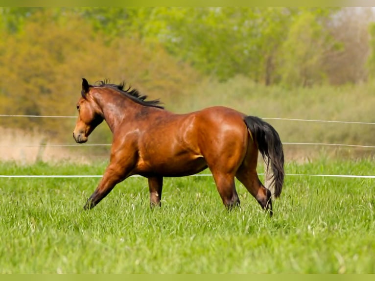American Quarter Horse Hengst 2 Jahre 150 cm Brauner in Celle