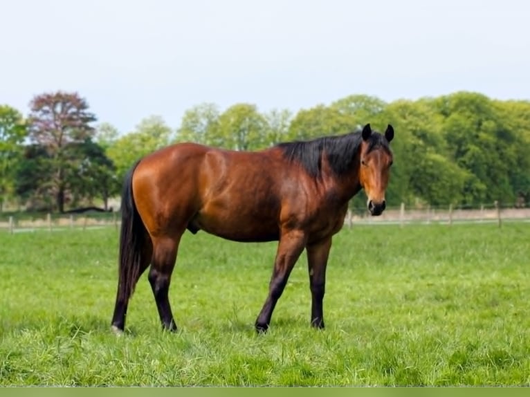 American Quarter Horse Hengst 2 Jahre 150 cm Brauner in Celle