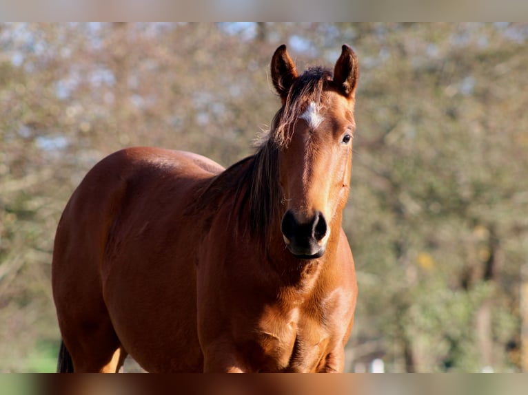 American Quarter Horse Hengst 2 Jahre 150 cm Brauner in Stade