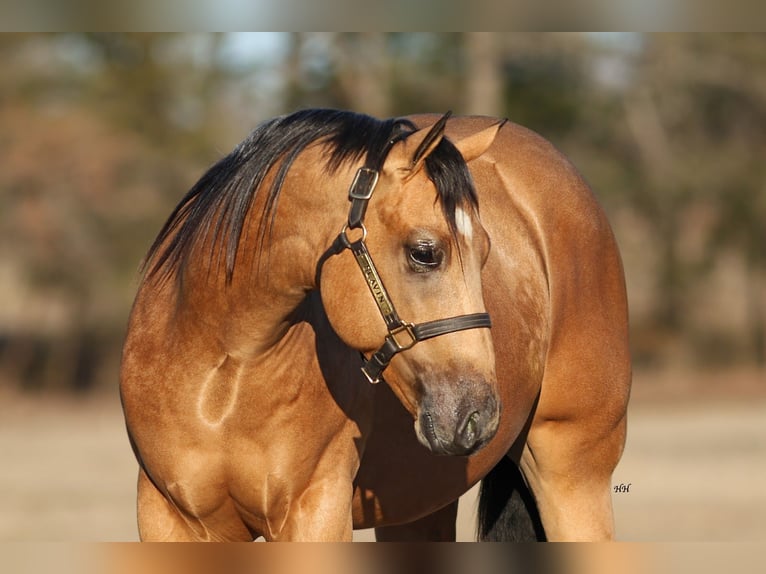 American Quarter Horse Hengst 2 Jahre 150 cm Buckskin in Whitesboro