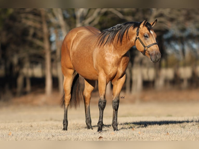 American Quarter Horse Hengst 2 Jahre 150 cm Buckskin in Whitesboro