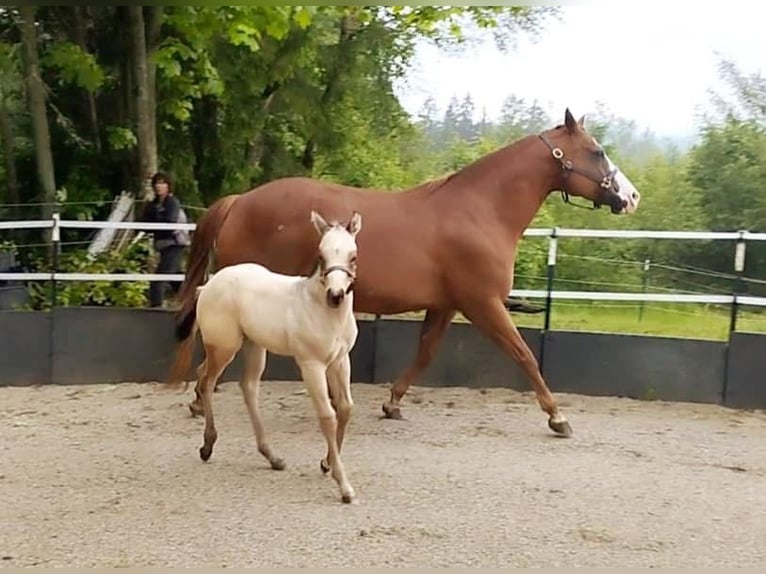 American Quarter Horse Hengst 2 Jahre 150 cm Buckskin in Izsák