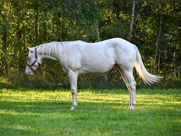 American Quarter Horse Hengst 2 Jahre 150 cm Cremello in Rehfelde