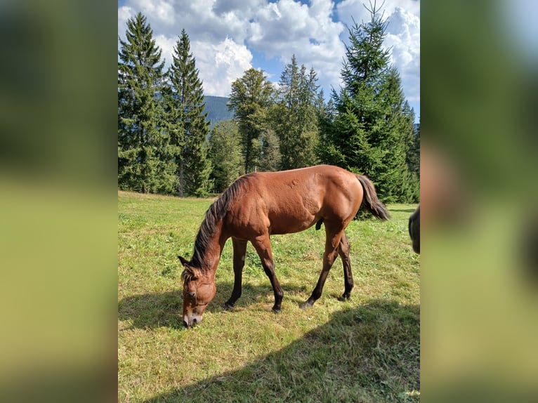 American Quarter Horse Hengst 2 Jahre 150 cm Dunkelbrauner in Steinen