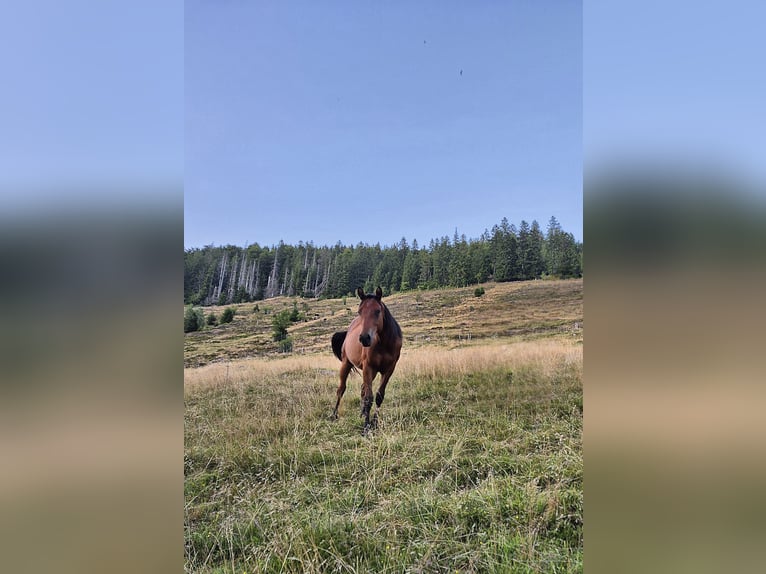American Quarter Horse Hengst 2 Jahre 150 cm Dunkelbrauner in Steinen