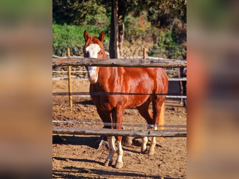 American Quarter Horse Hengst 2 Jahre 150 cm Dunkelfuchs in Sant Celoni