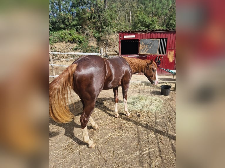 American Quarter Horse Hengst 2 Jahre 150 cm Dunkelfuchs in Sant Celoni