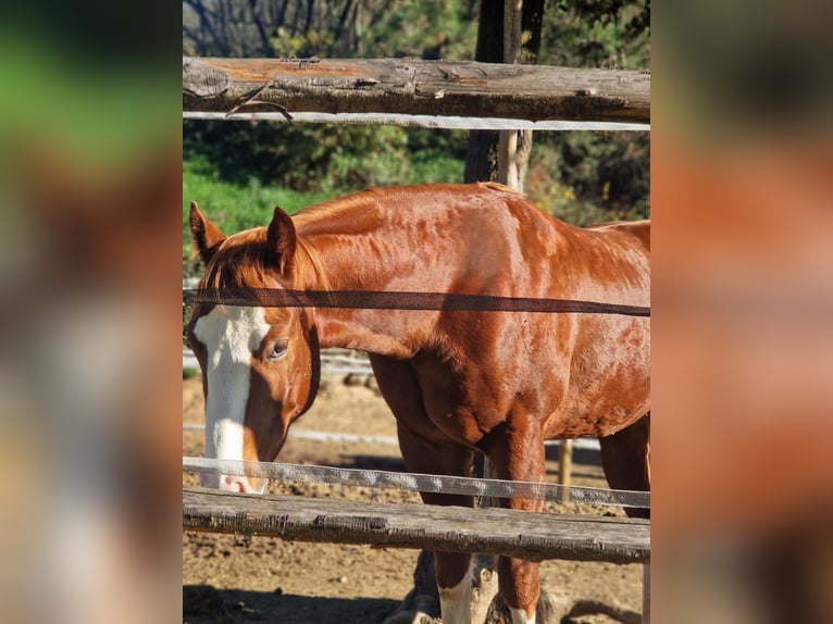 American Quarter Horse Hengst 2 Jahre 150 cm Dunkelfuchs in Sant Celoni