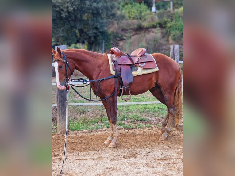 American Quarter Horse Hengst 2 Jahre 150 cm Dunkelfuchs in Sant Celoni