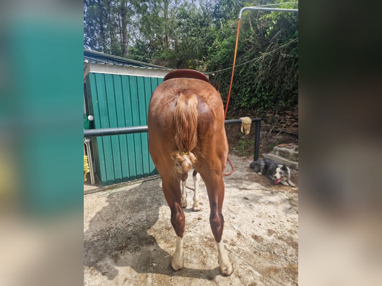 American Quarter Horse Hengst 2 Jahre 150 cm Dunkelfuchs in Sant Celoni