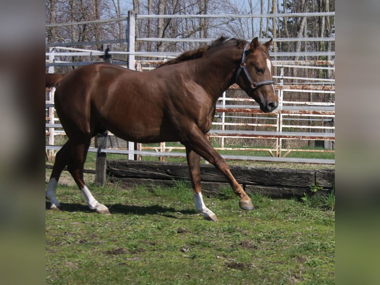 American Quarter Horse Hengst 2 Jahre 150 cm Dunkelfuchs in Pöttsching
