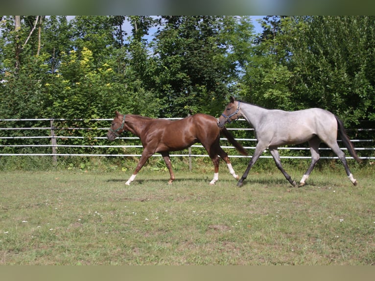American Quarter Horse Hengst 2 Jahre 150 cm Dunkelfuchs in Pöttsching