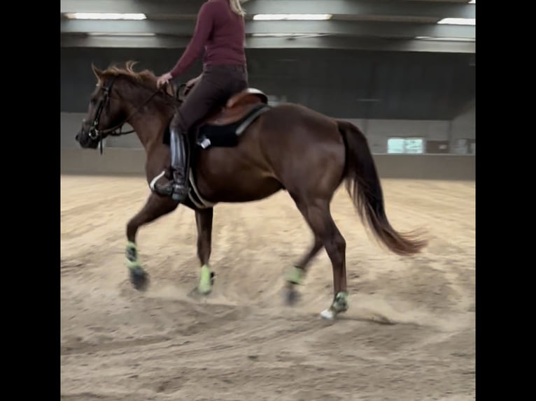 American Quarter Horse Hengst 2 Jahre 150 cm Dunkelfuchs in Hengelo