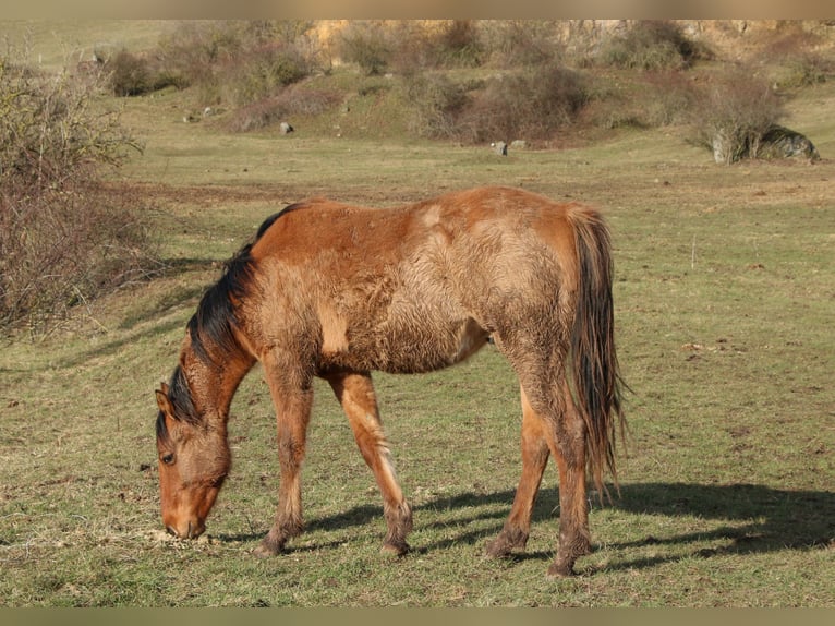 American Quarter Horse Hengst 2 Jahre 150 cm Falbe in Morschen
