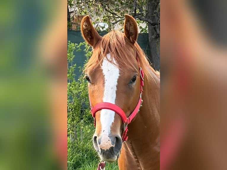 American Quarter Horse Hengst 2 Jahre 150 cm Fuchs in Dražkovce pri Martine