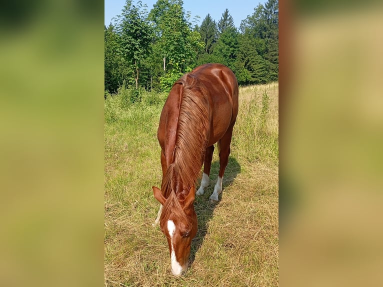 American Quarter Horse Hengst 2 Jahre 150 cm Fuchs in Bad Kohlgrub