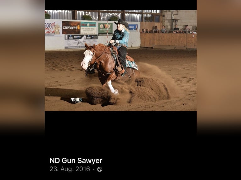 American Quarter Horse Hengst 2 Jahre 150 cm Fuchs in Mellingen