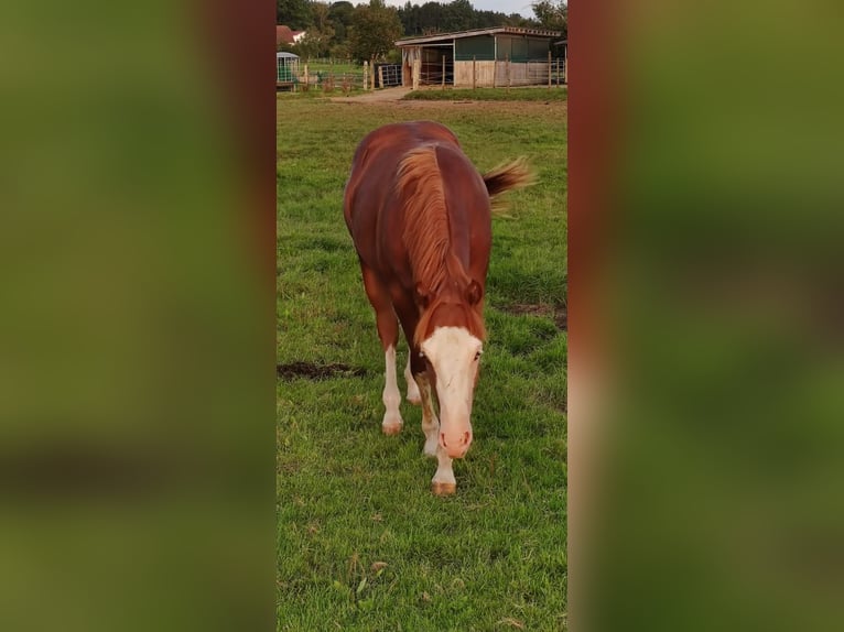 American Quarter Horse Hengst 2 Jahre 150 cm Fuchs in Fleischwangen