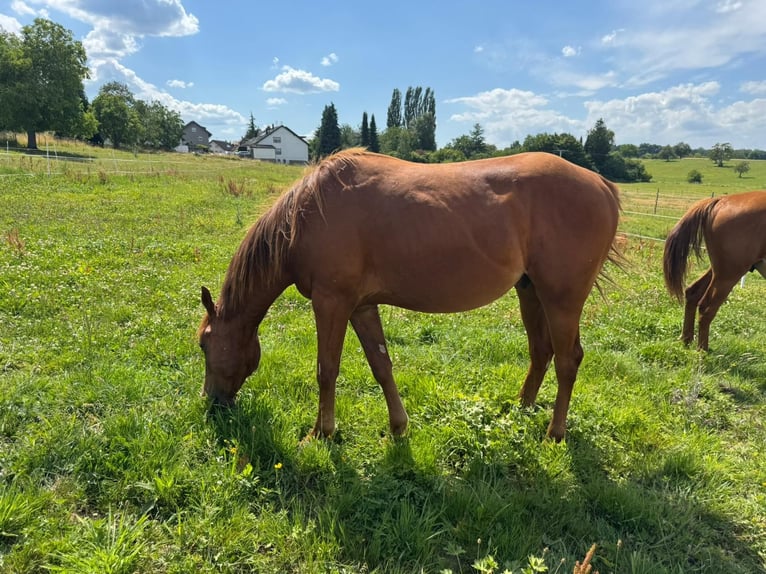 American Quarter Horse Hengst 2 Jahre 150 cm Fuchs in Straubenhardt