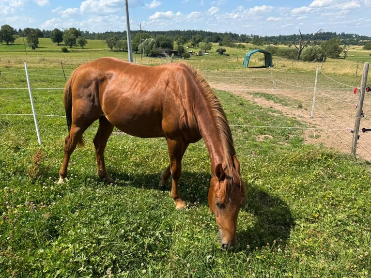 American Quarter Horse Hengst 2 Jahre 150 cm Fuchs in Straubenhardt
