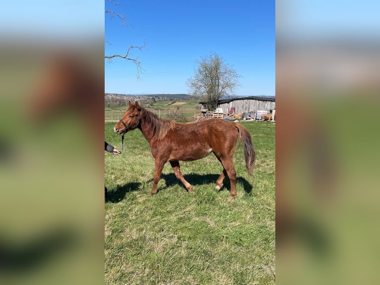 American Quarter Horse Hengst 2 Jahre 150 cm Fuchs in Straubenhardt