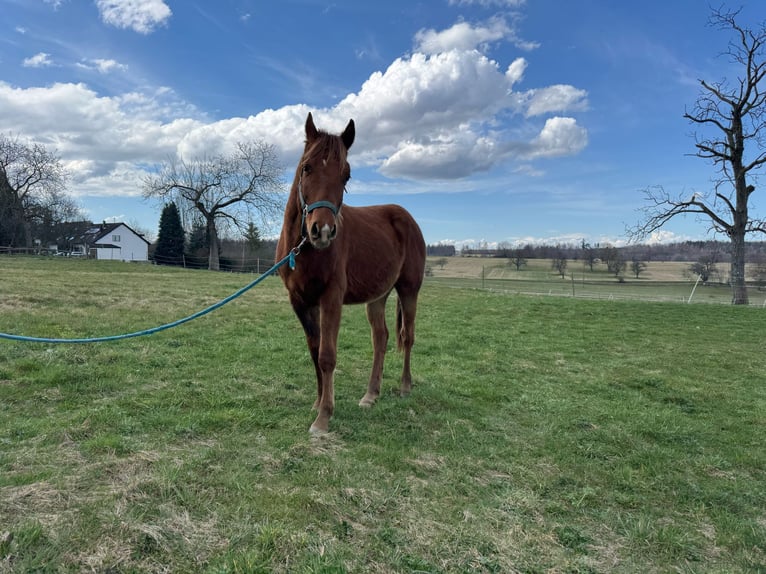 American Quarter Horse Hengst 2 Jahre 150 cm Fuchs in Straubenhardt