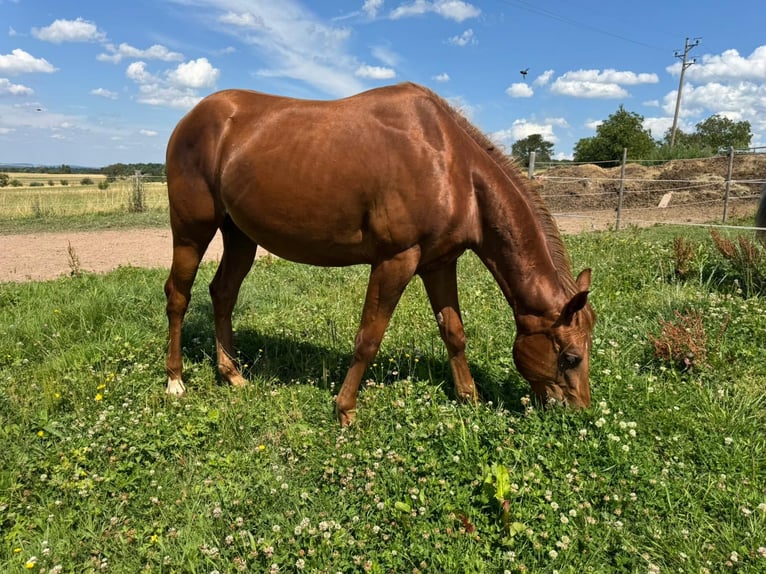 American Quarter Horse Hengst 2 Jahre 150 cm Fuchs in Straubenhardt