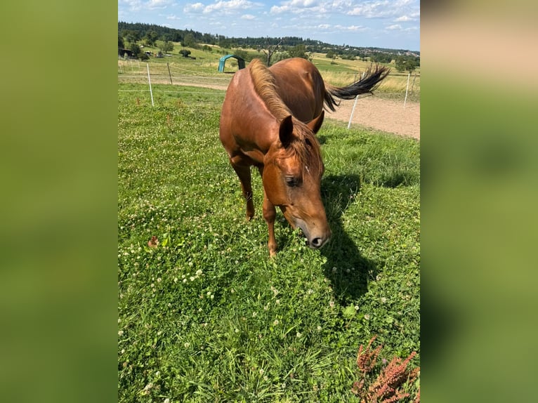 American Quarter Horse Hengst 2 Jahre 150 cm Fuchs in Straubenhardt