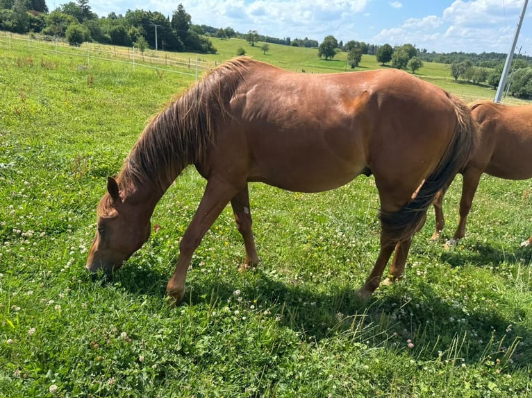 American Quarter Horse Hengst 2 Jahre 150 cm Fuchs in Straubenhardt