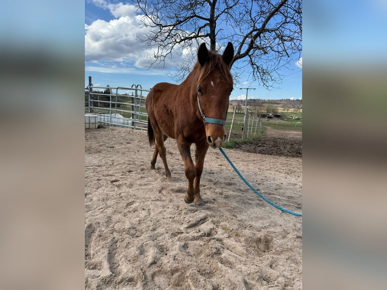 American Quarter Horse Hengst 2 Jahre 150 cm Fuchs in Straubenhardt