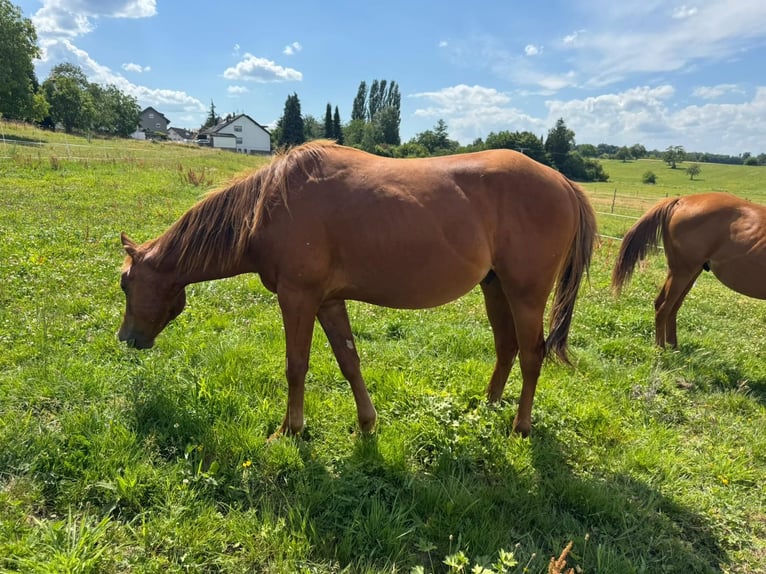 American Quarter Horse Hengst 2 Jahre 150 cm Fuchs in Straubenhardt