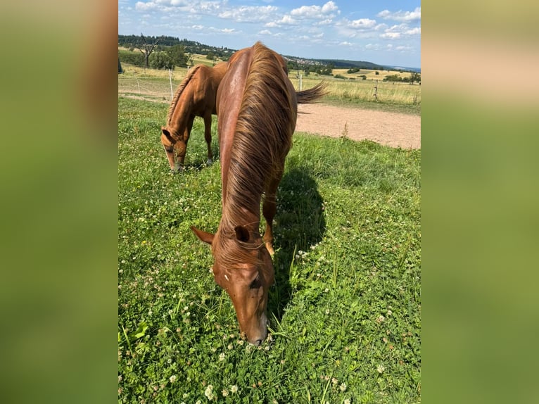 American Quarter Horse Hengst 2 Jahre 150 cm Fuchs in Straubenhardt
