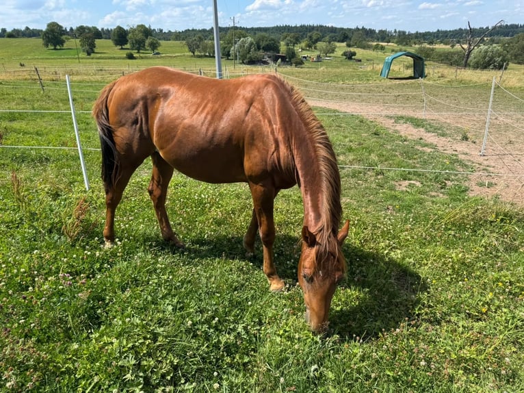 American Quarter Horse Hengst 2 Jahre 150 cm Fuchs in Straubenhardt