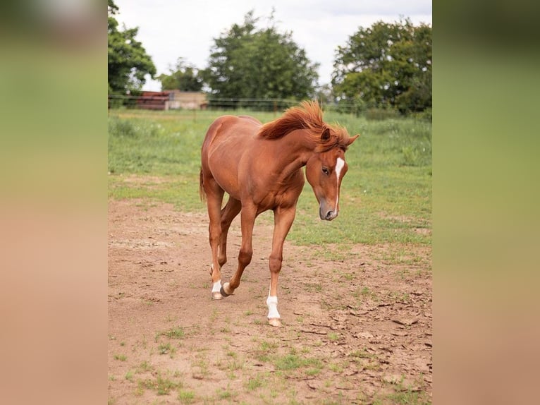 American Quarter Horse Hengst 2 Jahre 150 cm Fuchs in Zeulenroda