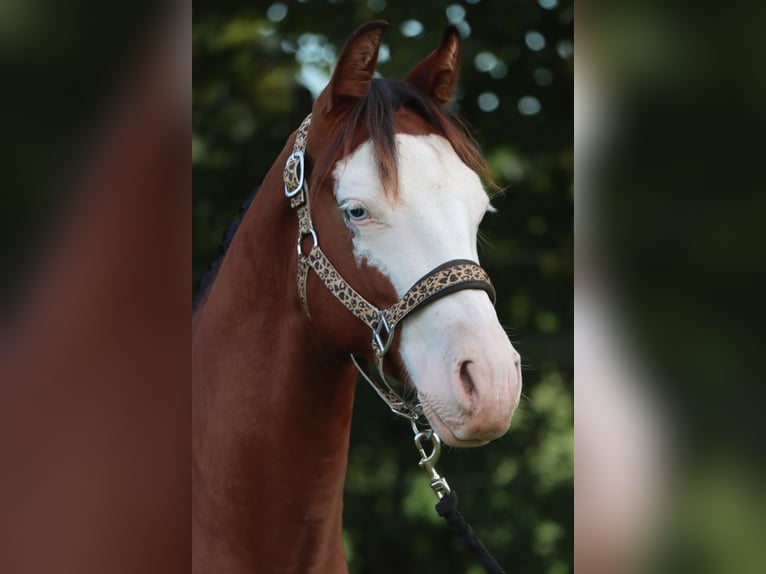American Quarter Horse Hengst 2 Jahre 150 cm Overo-alle-Farben in Hellenthal
