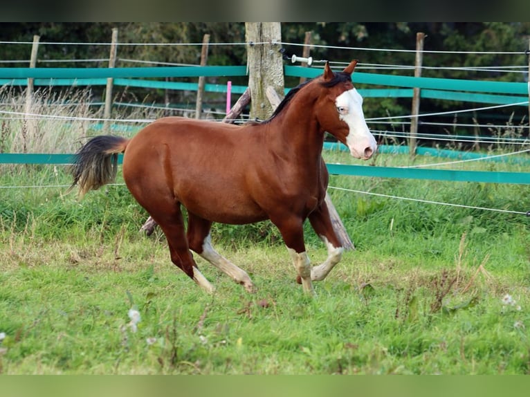 American Quarter Horse Hengst 2 Jahre 150 cm Overo-alle-Farben in Hellenthal