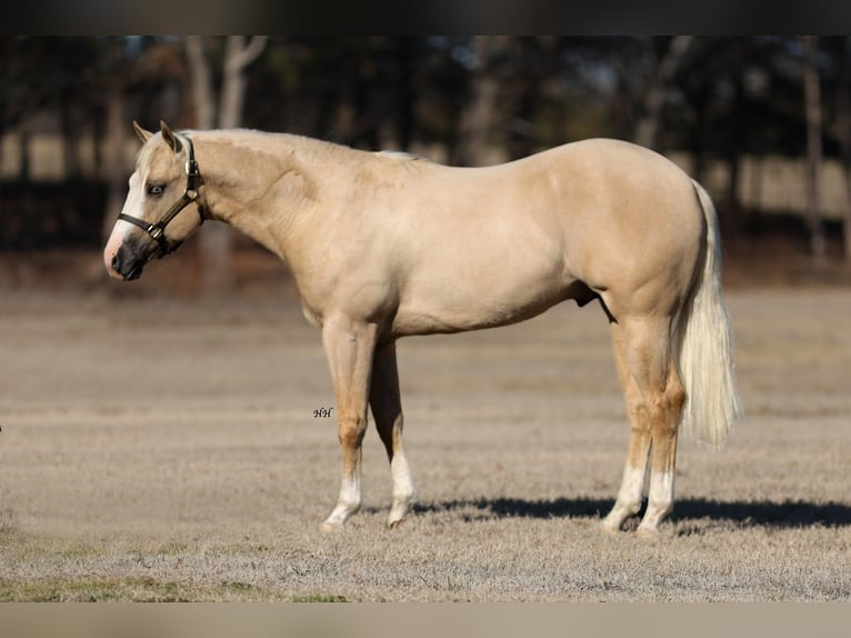 American Quarter Horse Hengst 2 Jahre 150 cm Palomino in Whitesboro