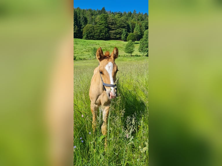 American Quarter Horse Hengst 2 Jahre 150 cm Palomino in Steinen