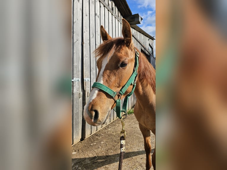 American Quarter Horse Hengst 2 Jahre 150 cm Palomino in Steinen