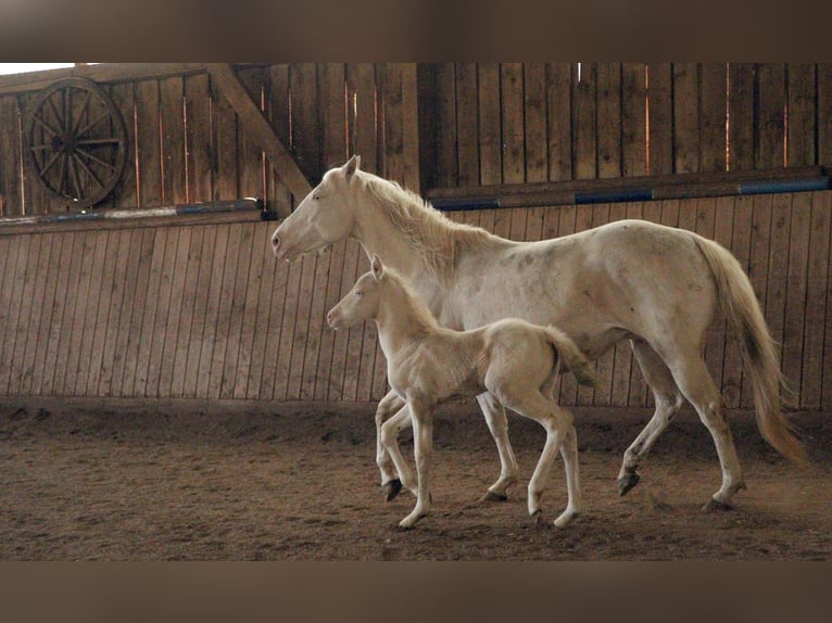 American Quarter Horse Hengst 2 Jahre 150 cm Perlino in Morschen