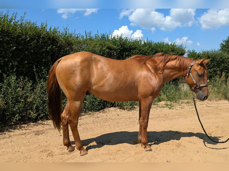 American Quarter Horse Hengst 2 Jahre 150 cm Red Dun in Lübben (Spreewald)