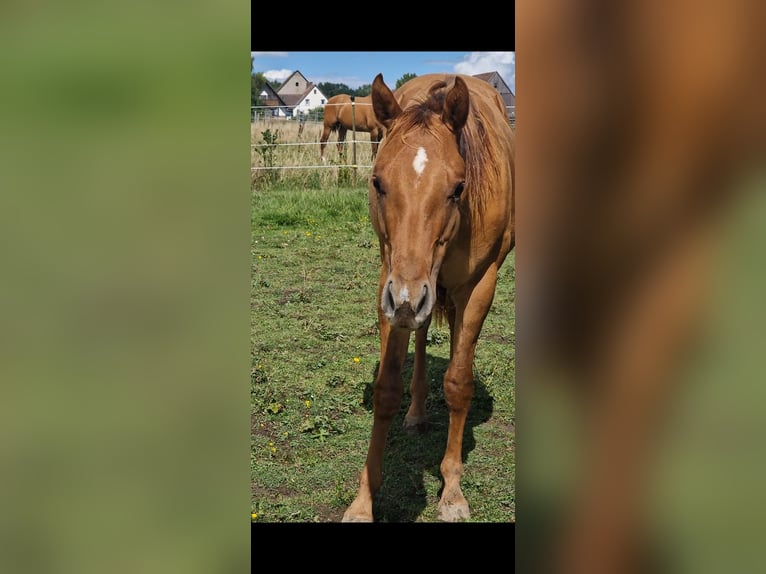 American Quarter Horse Hengst 2 Jahre 150 cm Red Dun in Villingen-Schwenningen