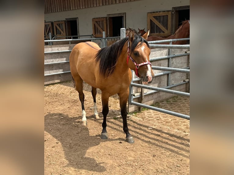 American Quarter Horse Hengst 2 Jahre 150 cm Red Dun in Daleiden