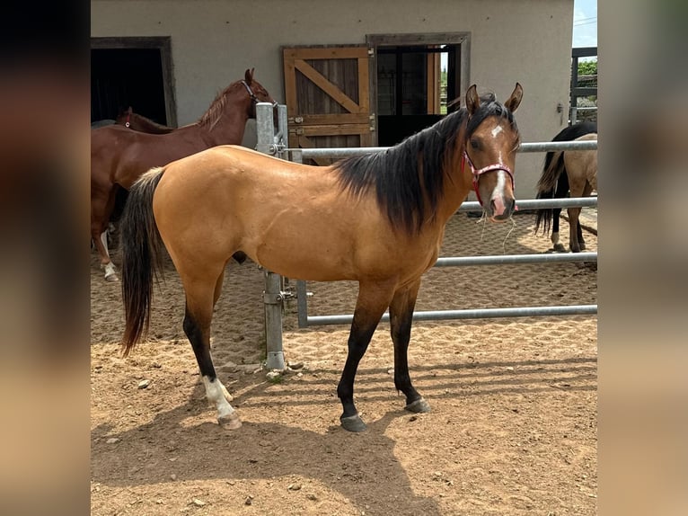 American Quarter Horse Hengst 2 Jahre 150 cm Red Dun in Daleiden